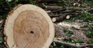 На Тернопільщині викрили факт незаконної порубки лісу
