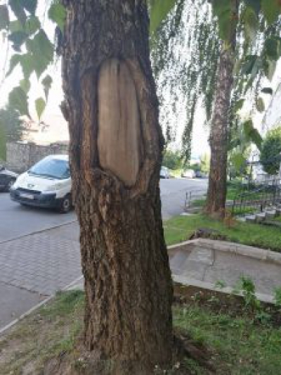 Чи законно на вул. Вільховій у Тернополі зрізали дерева?