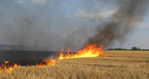 На Тернопільщині поліцейські встановлюють обставини пожежі, внаслідок якої згоріло три гектари посівів пшениці