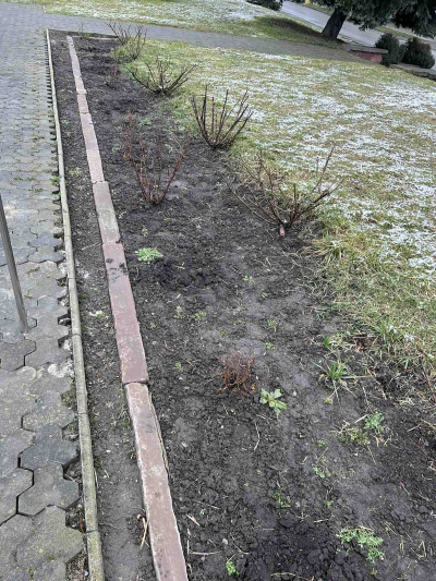 На Тернопільщині невідомі викопали троянди біля Алеї Пам’яті Героїв