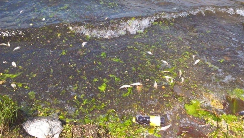 Тернопільський став устелили сотні мертвих рибин (відео)