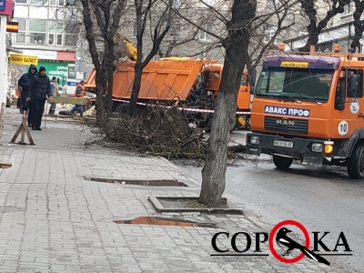 У Тернополі дерево провалилося під землю (фотофакт)