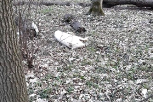 Неподалік Тернополя у лісі чоловік натрапив на мертву свиню