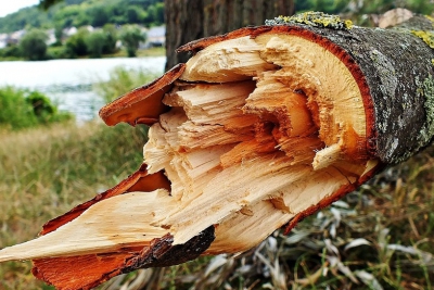 На Тернопільщині чоловіка вбило дерево