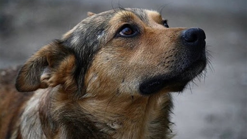 Стало відомо, скільки безпритульних собак у Тернополі