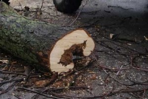 Тернопільські парки &quot;чистять&quot; від аварійних дерев