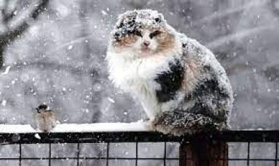 Невликий сніг та ожеледицю прогнозують завтра на Тернопільщині