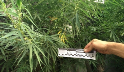У Тернопільській області зареєстрували 71 факт посівів нарковмісних речовин