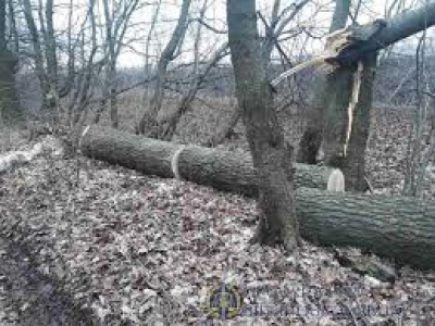 На Терноопільщині чоловік незаконно вирубав дерева