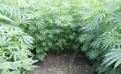 Замість вазонів вирощував коноплі: під час обшуку у будинку мешканця Тернопільщини виявили 14 нарковмісних рослин
