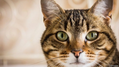 Благодійний ярмарок збере у Тернополі десятки безпритульних котів
