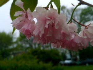 У Тернополі цвіте &quot;японська краса&quot;