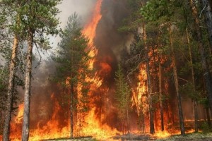 На Тернопільщині літо поки проходить без «гарячих» пригод