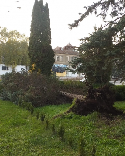 «Просто втомилося»: на Тернопільщині посеред вулиці впало дерево (фотофакт)
