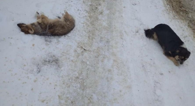 У місті на Тернопільщині невідомі вбивають безпритульних собак