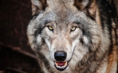 Жителів Тернопільщини просять бути обережними – по селах розгулюють вовки