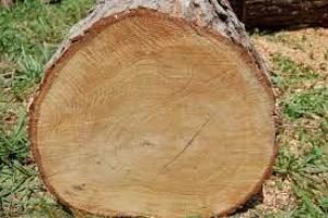 Двоє мешканців Тернопільщини поцупили з-під носа лісників цінну деревину