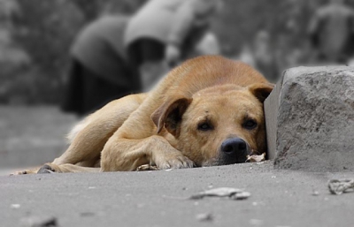У місті на Тернопільщині власників собак просять прив’язати тварин в домогосподарствах