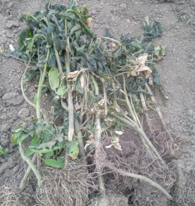 На Тернопільщині заморозки знищили городину (фото)