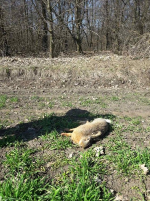 На Тернопільщині - масова загибель диких тварин, звинувачують аграріїв
