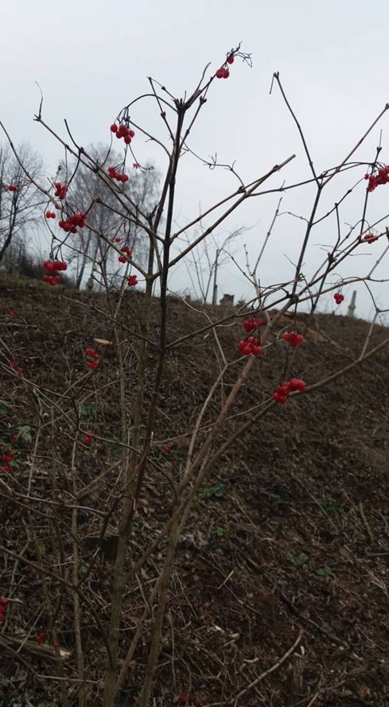 Громада Вишнівця висадила калиновий «кордон» поблизу польського цвинтаря (фото)