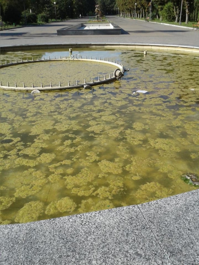 Один з тернопільських фонтанів заріс водоростями (фото)