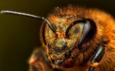 На Тернопільщині чоловіка покусали бджоли
