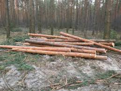 На Тернопільщині лісогосподарське підприємство сплатить до бюджету понад 500 тис. грн