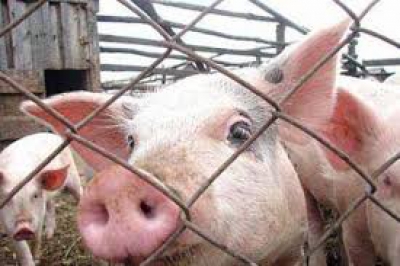 У приватному господарстві на Тернопільщині виявили африканську чуму свиней