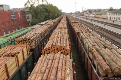 Керівника державного підприємства лісового господарства на Тернопільщині підозрюють у розтраті понад 720 000 грн