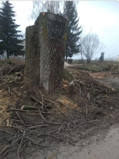 На Тернопільщині невідомі позрубували столітні дерева (фотофакт)