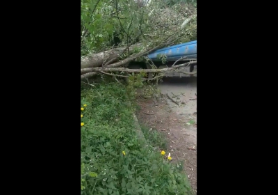 Поблизу однієї з тернопільських лікарень впало дерево (відео)