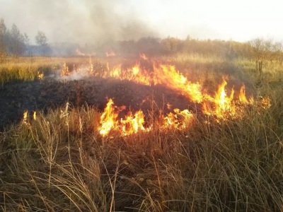Поліцейські встановлюють осіб, які підпалили суху траву поблизу села Підгороднє Тернопільського району