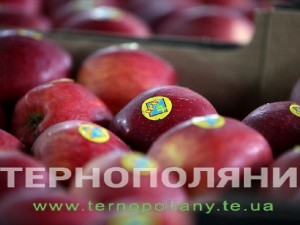 Восени на Тернопільщині виготовлятимуть сухофрукти, яблучні чіпси та заморожені ягоди