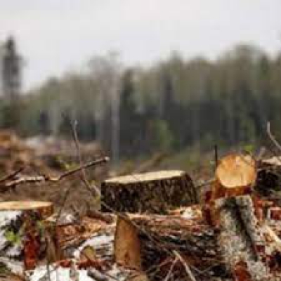 Незаконна порубка лісу на Зборівщині: з підприємства стягнули понад 300 000 грн