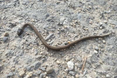 Рідкісна зустріч: у заповіднику на Тернопільщині зафіксували червонокнижну змію