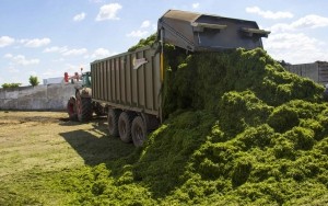 Понад 12 тисяч тонн кормів було зібрано в компанії ТзОВ «Бучачагрохлібпром» з допомогою потужної техніки (фото)
