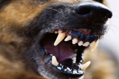 У місті на Тернопільщині вулицями бігає зграя агресивних собак