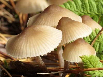 Мешканець Тернопільщини отруївся грибами