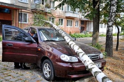 У Тернополі дерево розтрощило припаркований автомобіль
