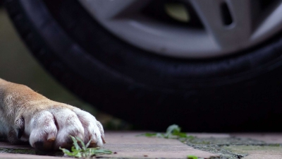 «Діти плачуть»: на Тернопільщині невідомий переїхав собаку і втік