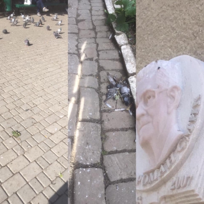 У міськраді на Тернопільщині закликали не годувати голубів посеред міста