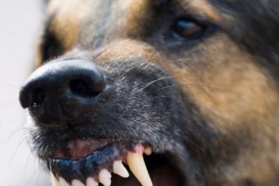 У Тернополі розшукують безхатька, який водить на повідку собаку. Пес вкусив дитину