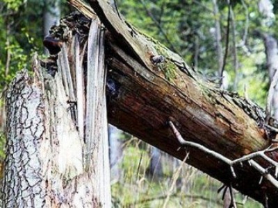 На Тернопільщині дерево ледь не вбило дитину