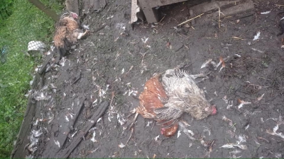 На Тернопільщині невідомі істоти вбивають курей (фотофакт)