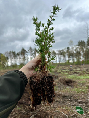 На Тернопільщині висадили понад 1,5 млн дерев