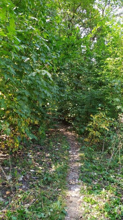 Парк на Тернопільщині нагадує джунглі (фотофакт)