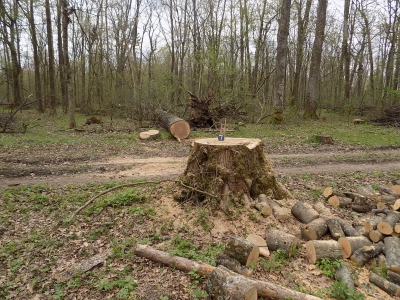 Одне із лісогосподарських підприємств на Тернопільщині відшкодує державі майже 140 тис. грн