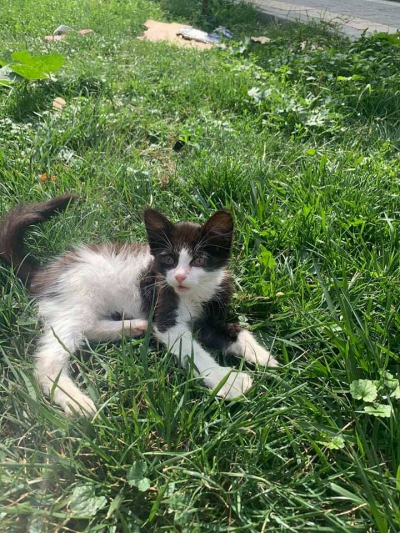 «Кинули в пакет і викинули в поле»: тернополяни шукають дім для кошеняти