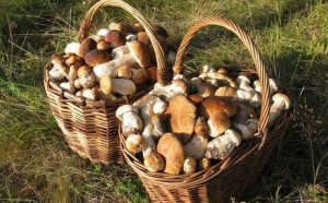 У Тернопільській області жінка отруїлась грибами